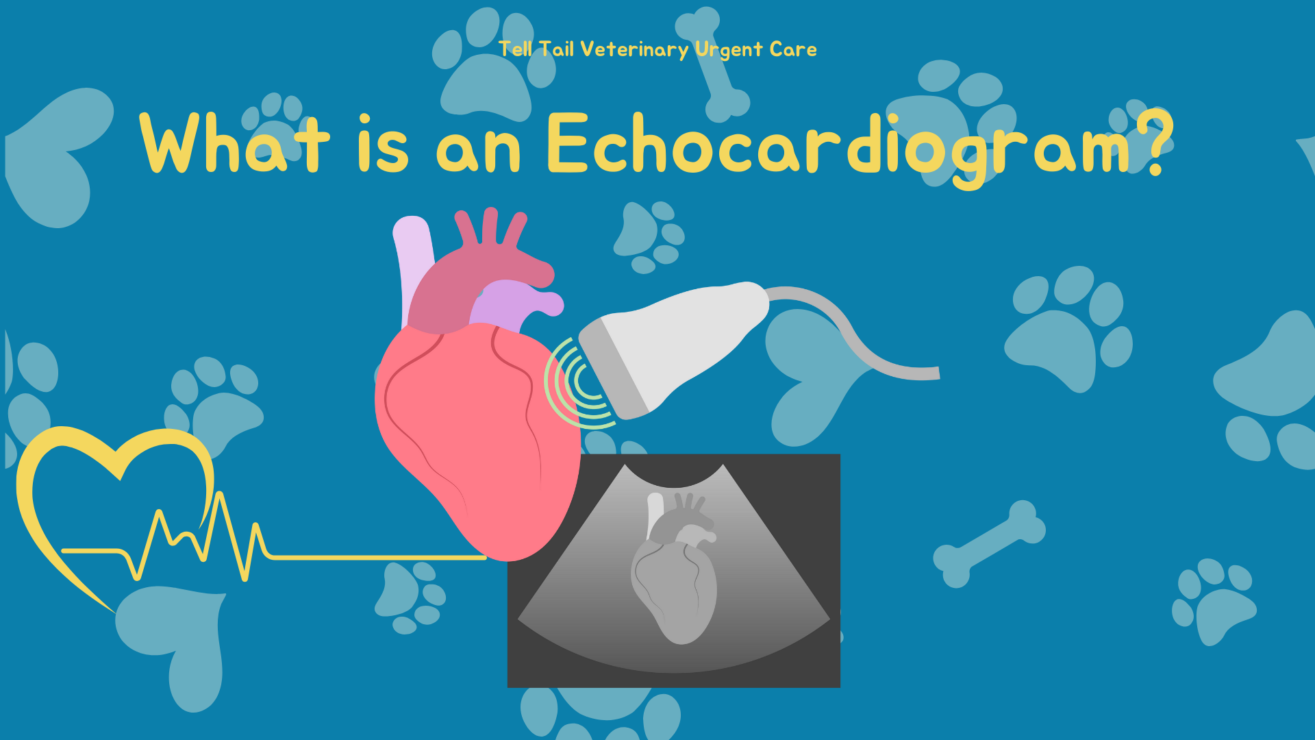 Echocardiograms In Pets A HeartHealthy Guide For Pet Owners In San