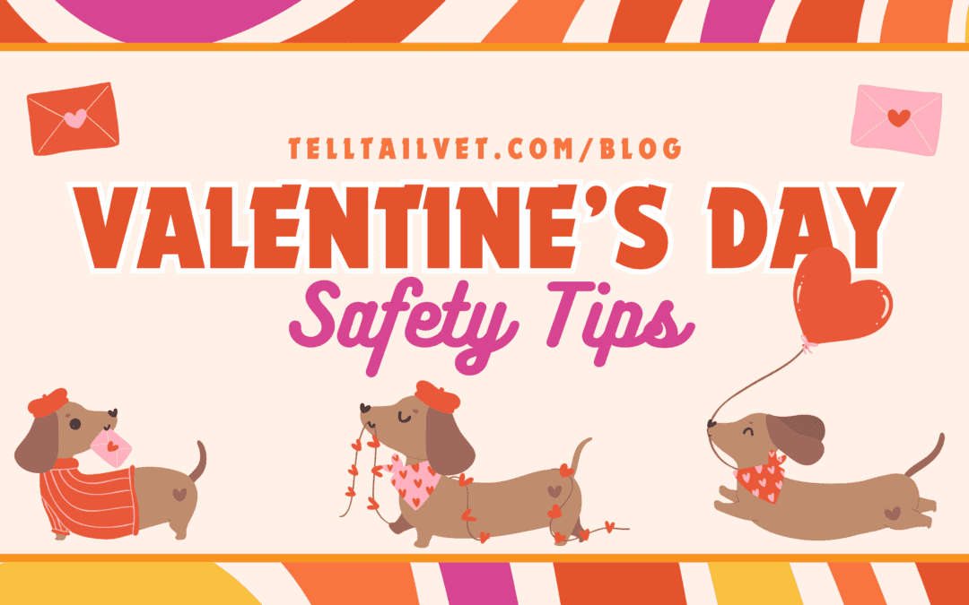 Valentine’s Day Safety Tips: Keeping Your Pets Safe from Holiday Hazards