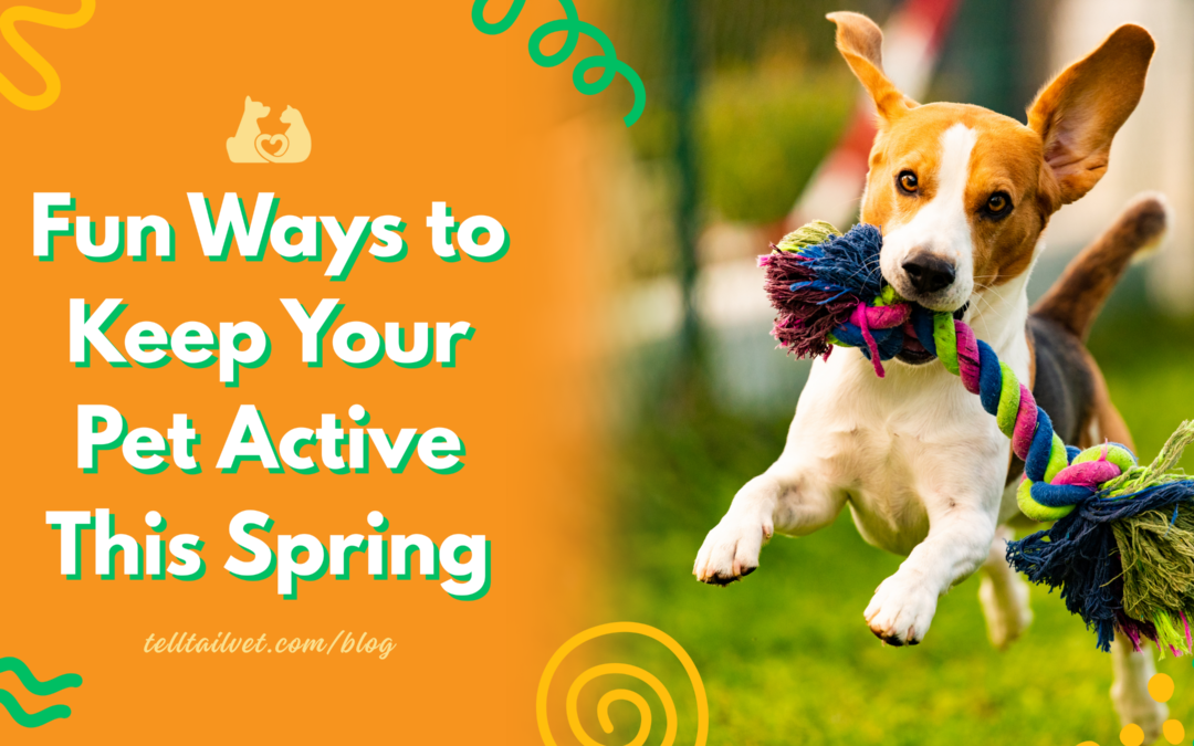 Pet Fitness: Fun Ways to Keep Your Dog or Cat Active This Spring