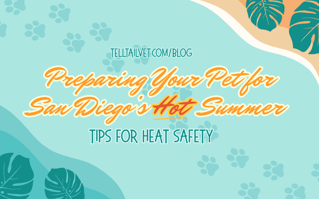 Preparing Your Pet for San Diego’s Hot Summer: Tips for Heat Safety