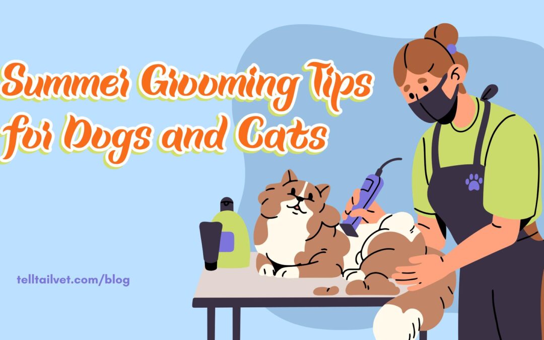 Summer Grooming Tips for Dogs and Cats