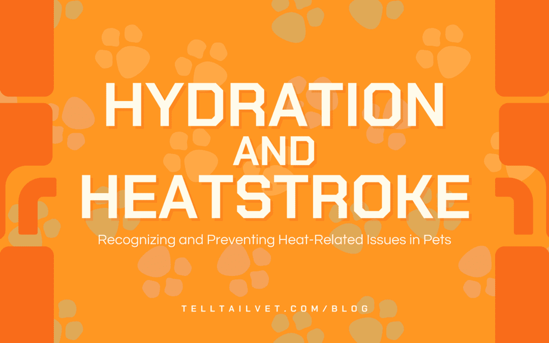 Hydration and Heatstroke: Recognizing and Preventing Heat-Related Issues in Pets
