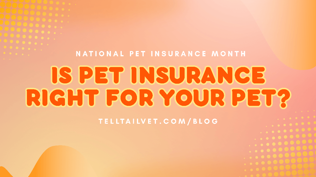 National Pet Insurance Month: Is Pet Insurance Right for Your Pet?