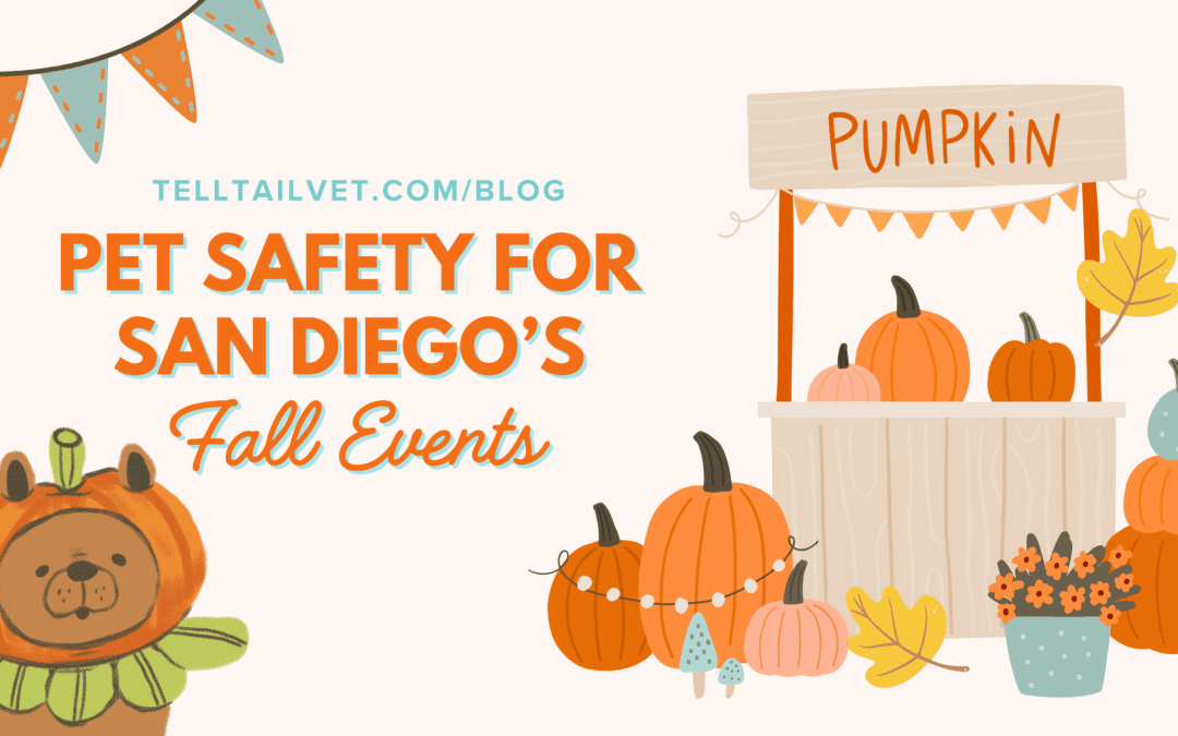 Pet Safety for San Diego’s Fall Events