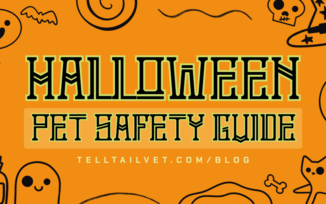 Halloween Safety Tips: Protecting Your Pets from Halloween Hazards