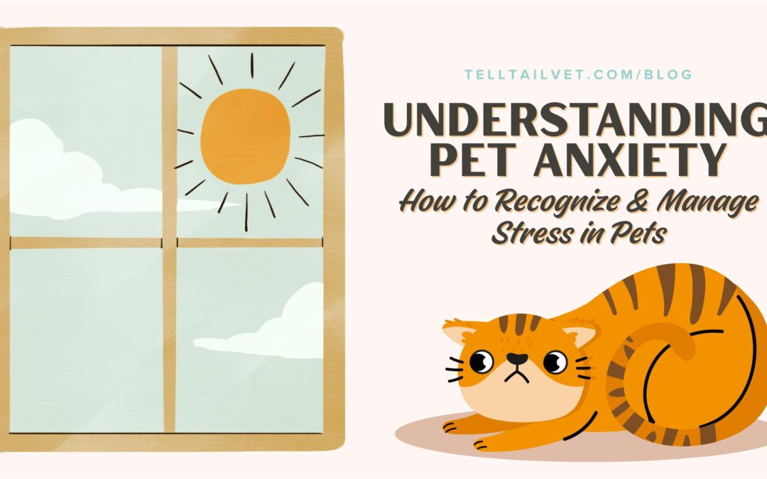 Understanding Pet Anxiety: How to Recognize and Manage Stress in Pets