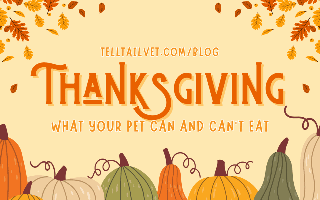 Thanksgiving: What Your Pet Can and Can’t Eat