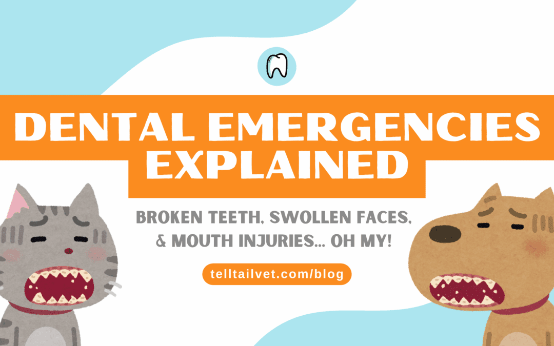 Broken Teeth, Swollen Faces, and Mouth Injuries: Dental Emergencies Explain