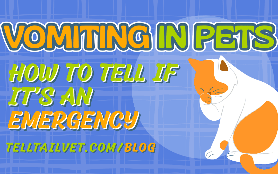 Vomiting in Pets graphic