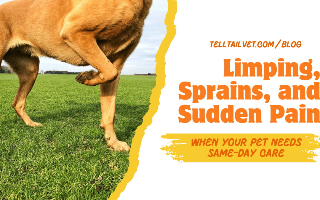 Limping, Sprains, and Sudden Pain: When Your Pet Needs Same-Day Care