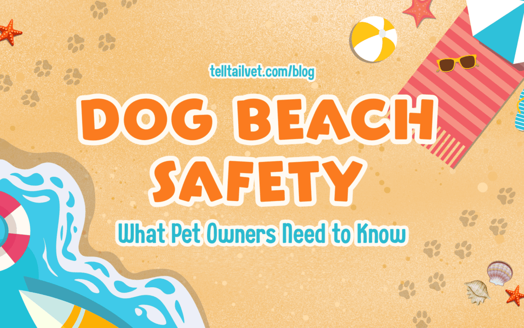 Dog Beach Safety: What Pet Owners Need to Know