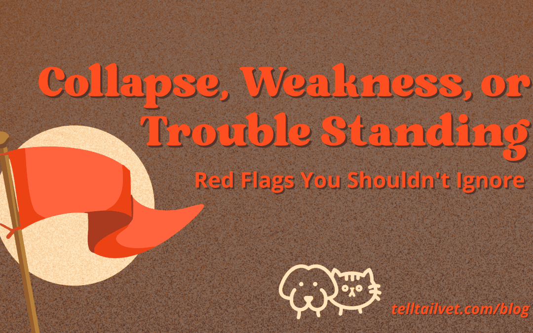 Collapse, Weakness, or Trouble Standing: Red Flags You Shouldn’t Ignore